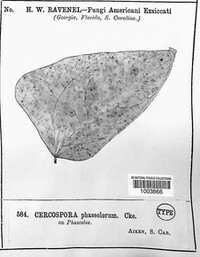 Cercospora phaseolorum image